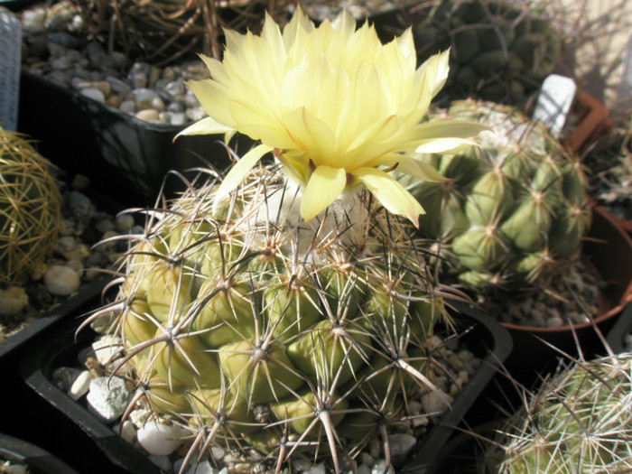 calipensis ssp. pallida - 05.09