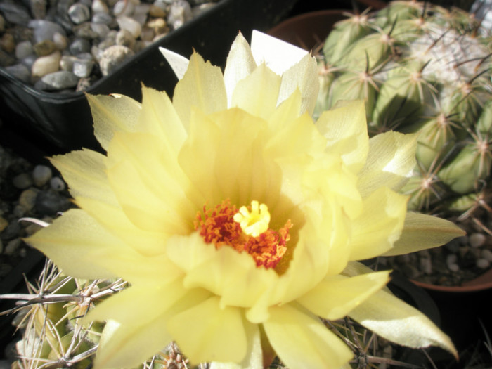 calipensis ssp. pallida - floare