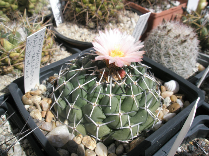 maiz tablasensis - 04.09