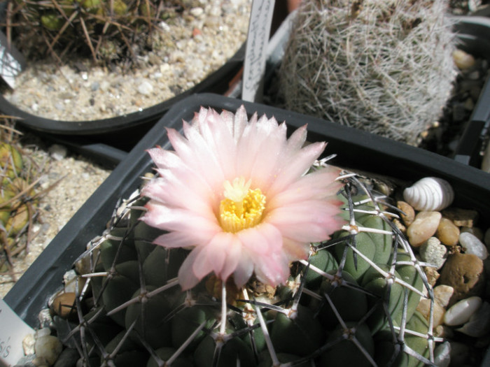 maiz tablasensis - floare