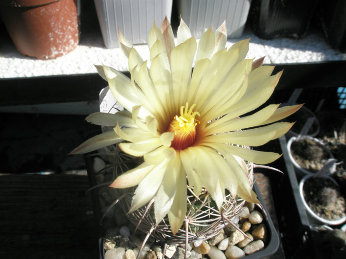 cornifera hb - floare
