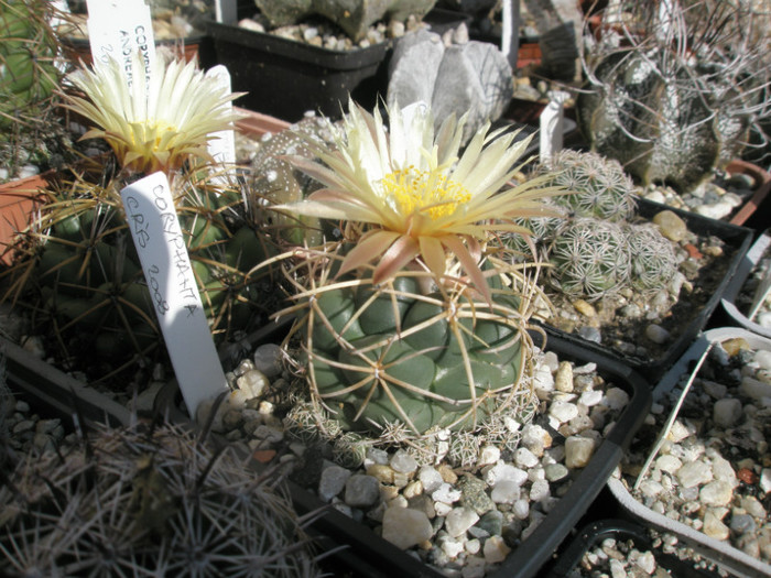 Coryphantha (Gino) - 27.09