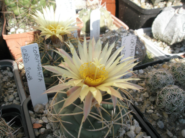 Coryphantha (Gino) - floare