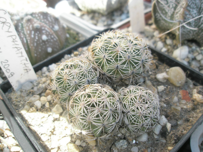 Coryphantha (Viorel) - 27.09