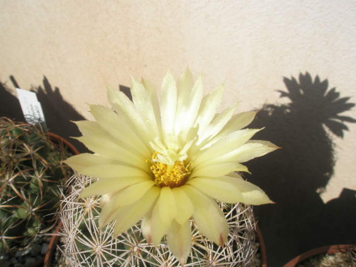 compacta - floare - Coryphantha 2012