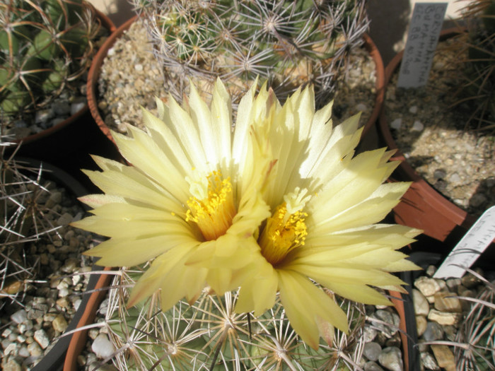 cornifera - flori - Coryphantha 2012