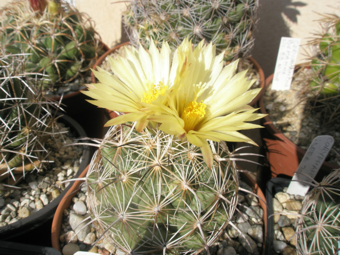 cornifera hb. - inca o poza - Coryphantha 2012