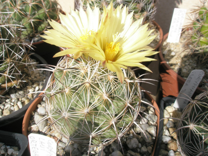 cornifera hb. (Ideea) - 27.09 - Coryphantha 2012