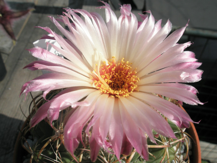 elephantidens - floare - Coryphantha 2012