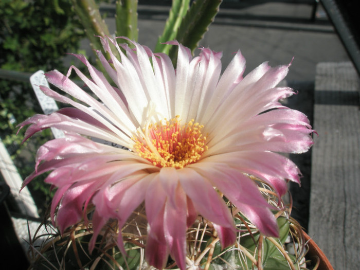 elephantidens ( Ideea ) - floare - Coryphantha 2012