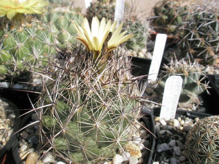 salmdychiana - 27.09 - Coryphantha 2012