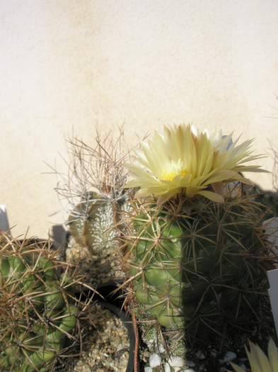 scolymoides - 27.09 - Coryphantha 2012