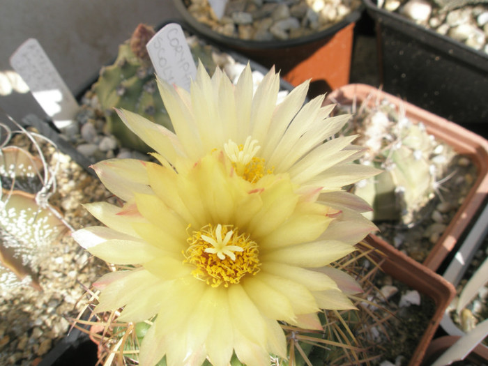 scolymoides - detaliu floare - Coryphantha 2012