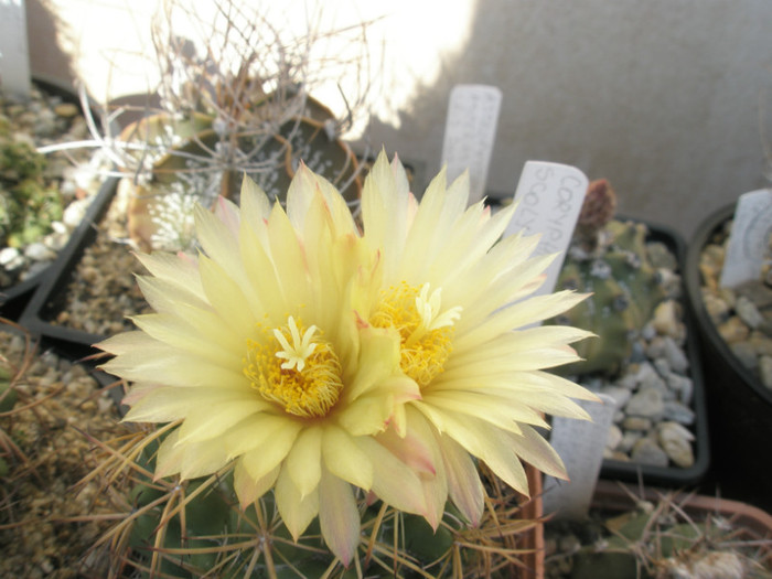 scolymoides - flori - Coryphantha 2012