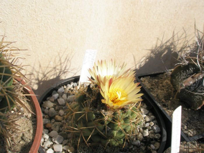 andreae - 22.10 - Coryphantha 2012