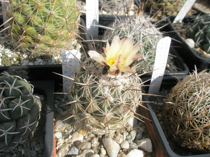 durangensis - 22.10 - Coryphantha 2012