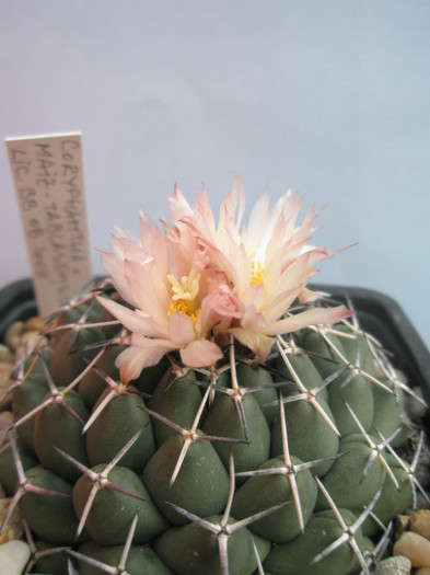 maiz-tablasensis - 11.10 - Coryphantha 2012