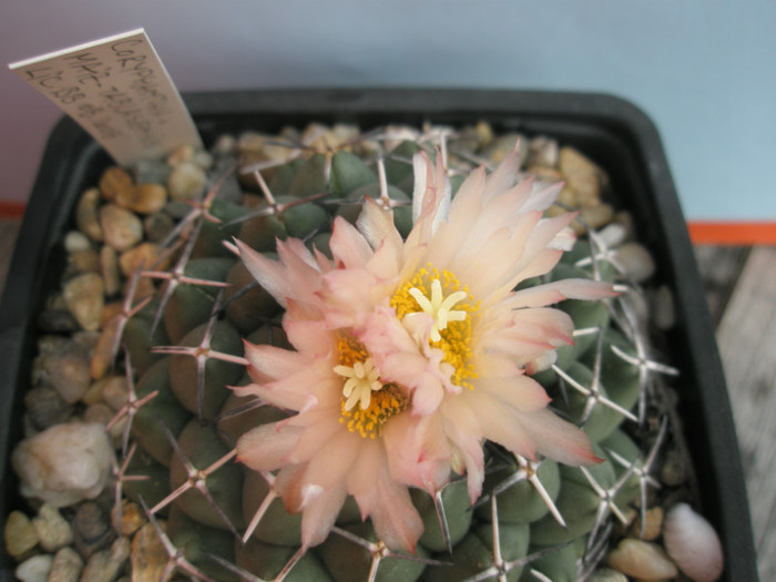 maiz-tablasensis - flori - Coryphantha 2012