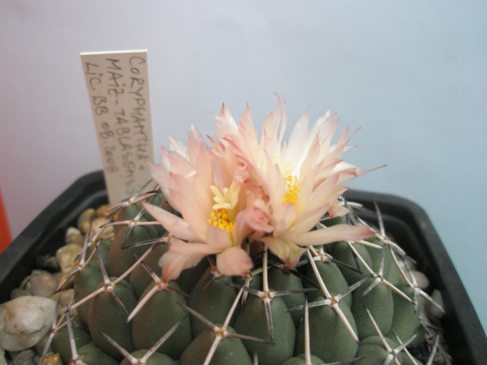 maiz-tablasensis inflorita - Coryphantha 2012