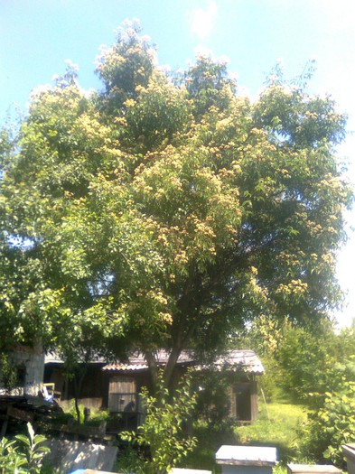 Evodia; Vand seminte arborelui evodia
