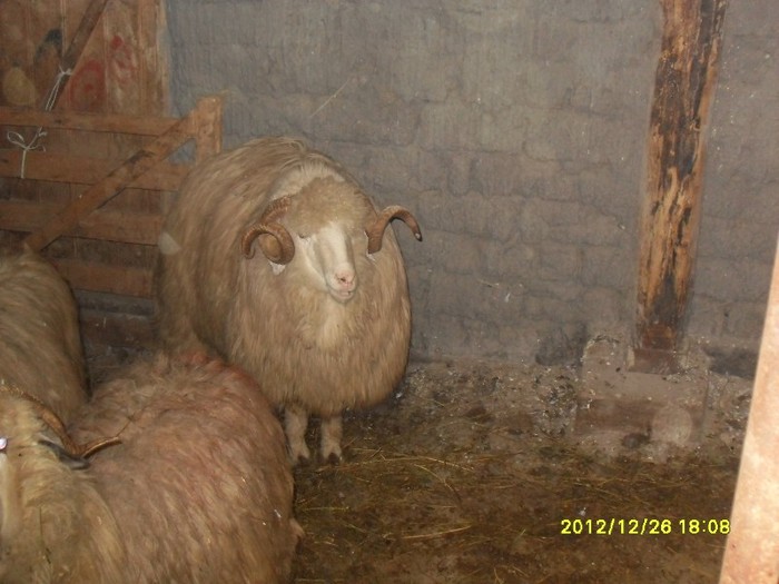SDC15485 - printre oile mosului