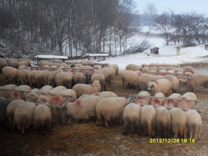 SDC15495 - printre oile mosului