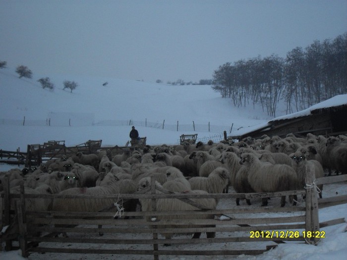 SDC15499 - printre oile mosului