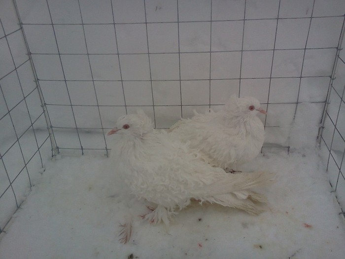 IMG940; de vinzare cret francez
