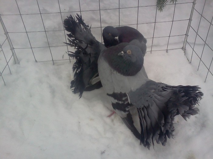 voltati pe albastru; de vinzare perche
