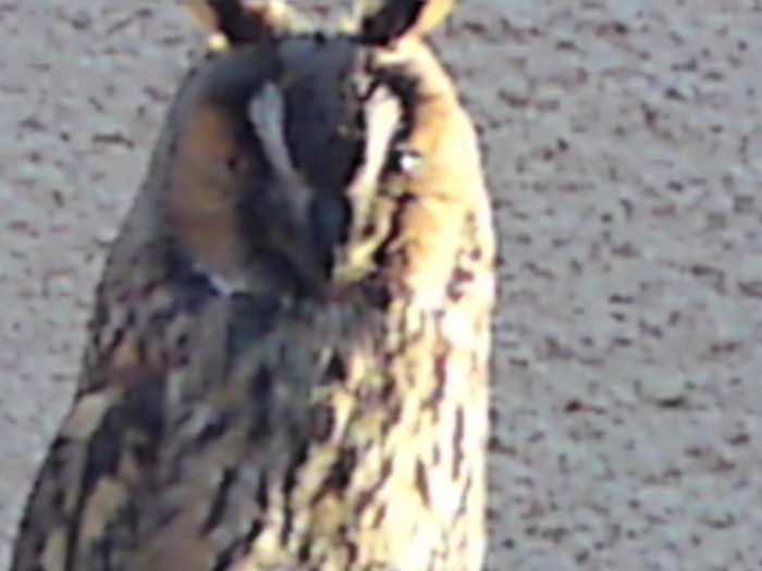 003; Bufnita mea pentru putin timp!
