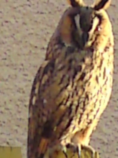 005; Ce frumoasa-i bufnita %u201Dmea%u201D pana-si ia zborul!
