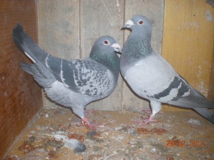 Picture 105 - Perechi 2013