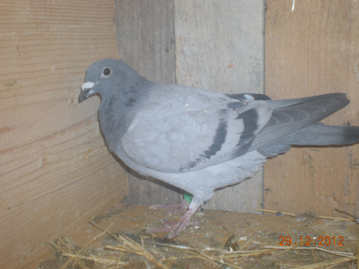 Picture 070; F Ro 2011 0847663 . Este tot pui tardiv de 2012 scos din lotul de zbor al domnului Farcas
