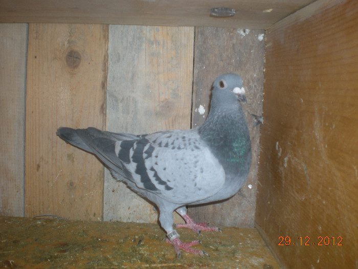 Picture 095; F Ro 2012 0882398 . este fica din unchiul lui &#039;420 ( M Ro 2008 1163705 )
