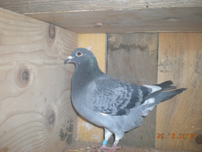 Picture 108; Aceasta este o femela pe care am inelat-o de esp si nu ii mai stiu seria . Dar este scoasa din ASU&#039; domnului Farcas Ciprian si are seria : M Ro 2011 0181429 . A clasat in 2012 12 etape .
