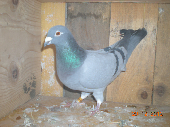 Picture 112; F Ro 2009  364435. Este mama consagvinului
