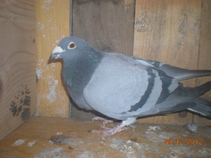 Picture 116; Masculul acesta este tatal consagvinului .
