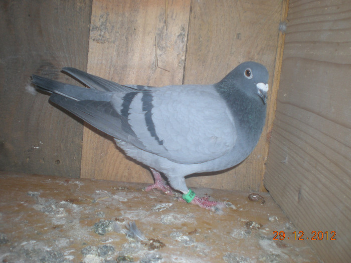 Picture 121; F Ro 2011 0847682 . Este scoasa tot din masculul domnului Ciprian   (de  la domnul Munteanu Vasile) si este perechea ungurului.
