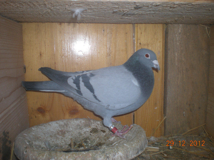 Picture 124; Unguru 2007 ( Hung 2007 21-68540 )
