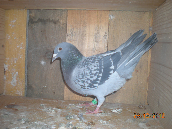 Picture 129; F Ro 2011 0192672. Aceasta este PECHESEA MICA .
