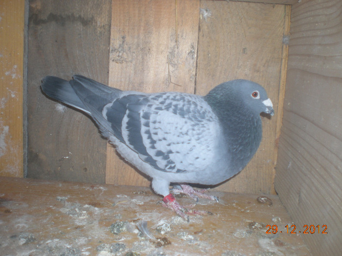 Picture 131; M Ro 2010 0689482 . Este perechea lu pechesea mica
