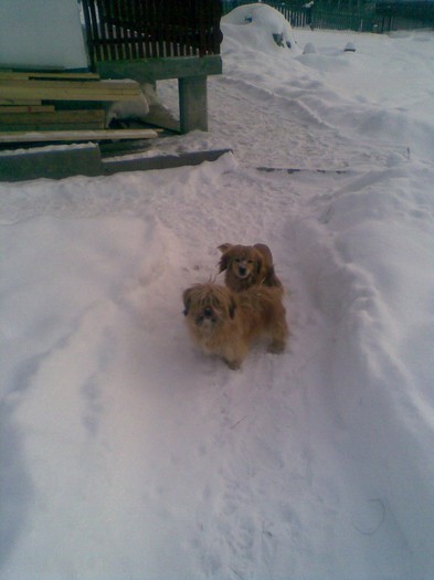 cateii mei pufi si labus