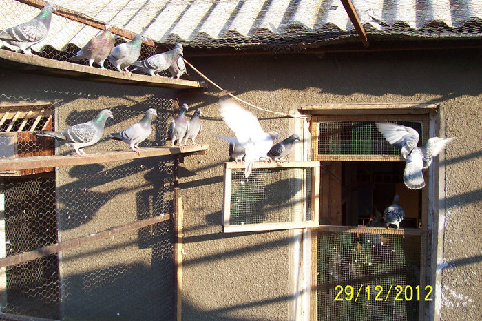 picture 127 - 3 - Porumbei Voiajori - Decembrie 2012