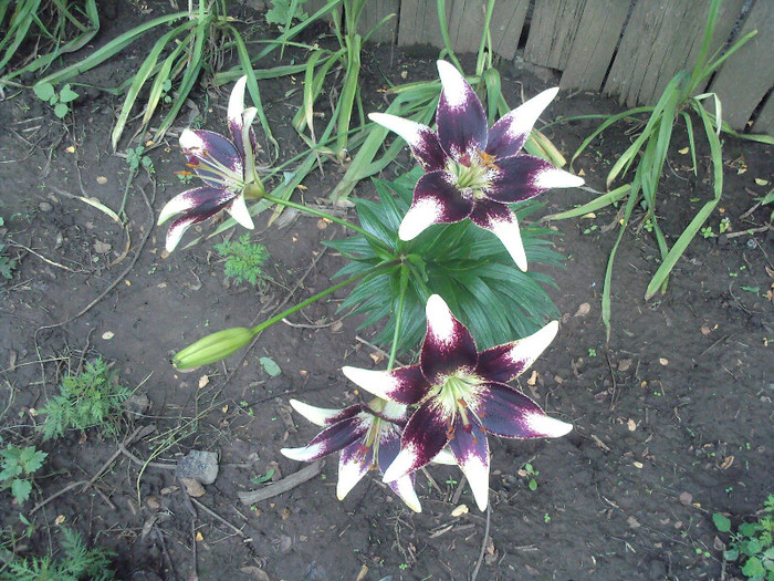 Fotografii-0172 - CRINI