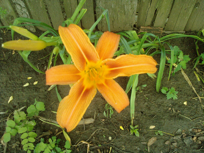 Fotografii-0174 - CRINI