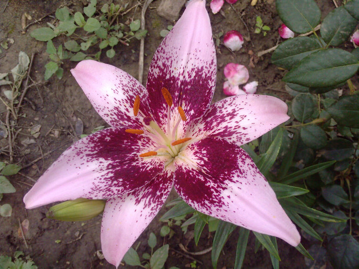 Fotografii-0176 - CRINI