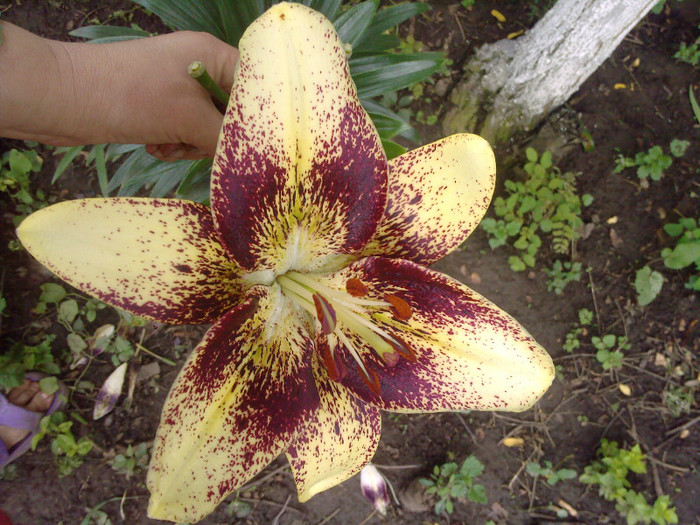 Fotografii-0177 - CRINI