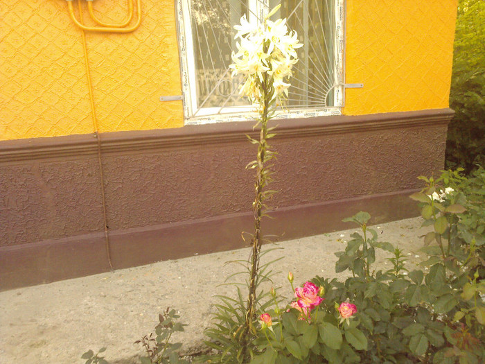 Fotografii-0331 - CRINI