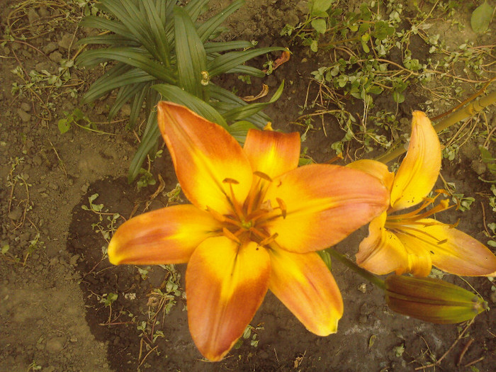 Fotografii-0333 - CRINI