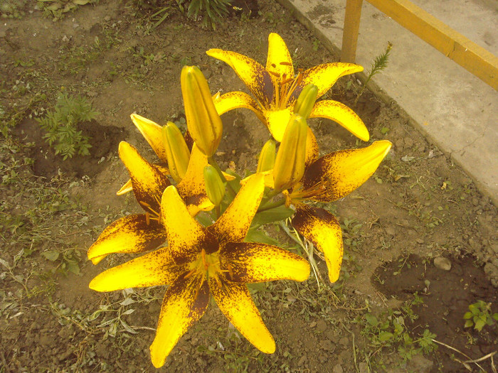 Fotografii-0342 - CRINI